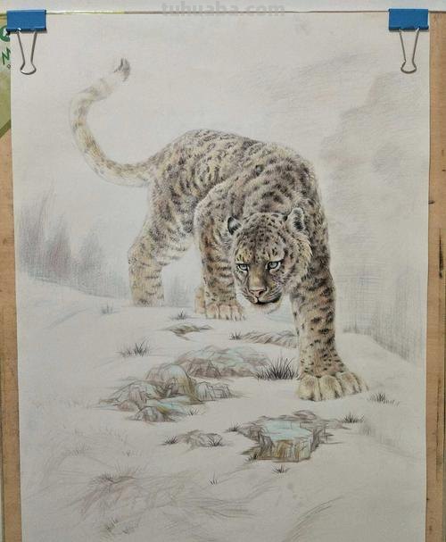 用彩铅画立体雪豹怎么画 如何画立体画？