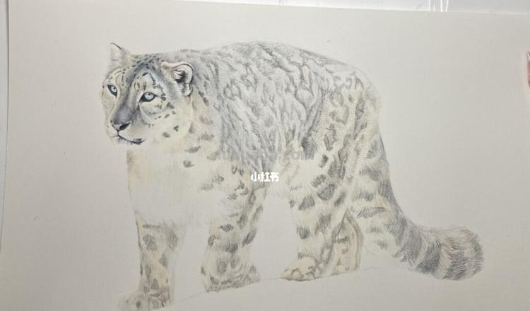 用彩铅画立体雪豹怎么画 如何画立体画？