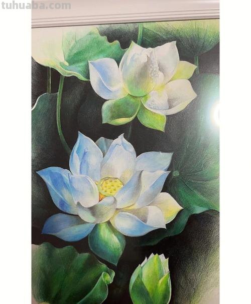荷花全貌的彩铅画怎么画 4开纸荷花彩铅画？