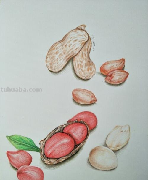 用彩铅画立体花生怎么画 【花生简笔画怎么画】花生的画法？