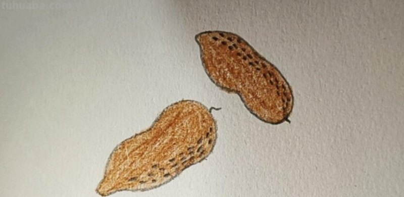 用彩铅画立体花生怎么画 【花生简笔画怎么画】花生的画法？
