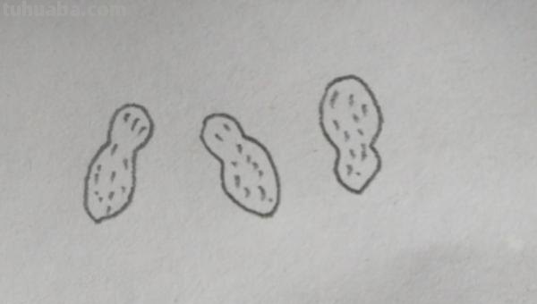 用彩铅画立体花生怎么画 【花生简笔画怎么画】花生的画法？