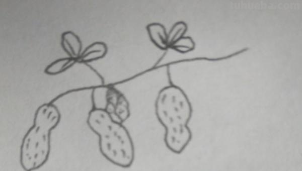 用彩铅画立体花生怎么画 【花生简笔画怎么画】花生的画法？
