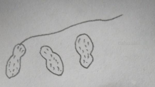用彩铅画立体花生怎么画 【花生简笔画怎么画】花生的画法？