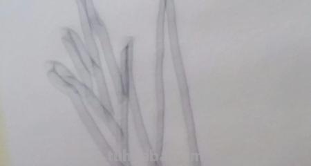 蒜苗的思维导图怎么画 怎样画思维导图？