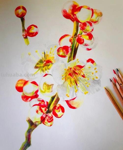 用油性彩铅画梅花怎么画 怎么画梅花~用铅笔图片？