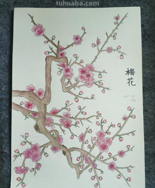 用油性彩铅画梅花怎么画 怎么画梅花~用铅笔图片？