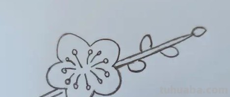 用油性彩铅画梅花怎么画 怎么画梅花~用铅笔图片？