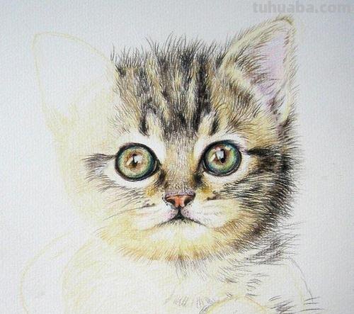 彩铅画正面的小猫怎么画 彩色铅笔画可爱的小猫咪的教程详细步骤？