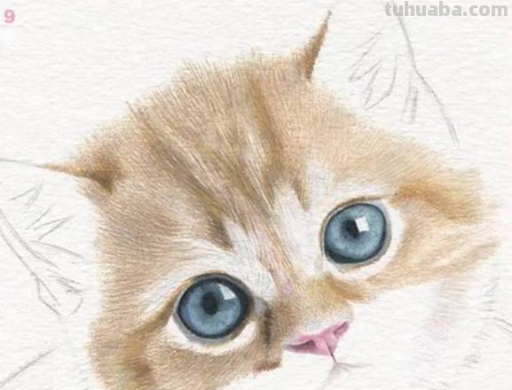 彩铅画正面的小猫怎么画 彩色铅笔画可爱的小猫咪的教程详细步骤？