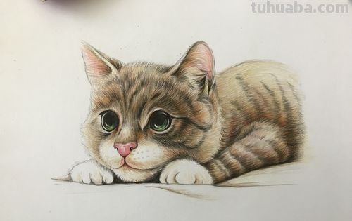 彩铅画正面的小猫怎么画 彩色铅笔画可爱的小猫咪的教程详细步骤？