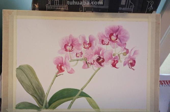 蝴蝶兰怎么画彩铅画 蝴蝶兰的写生画法步骤？