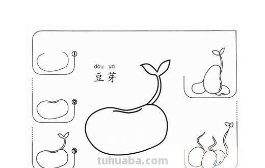 豆芽怎么画简笔画图片 豆芽发芽过程画一画？