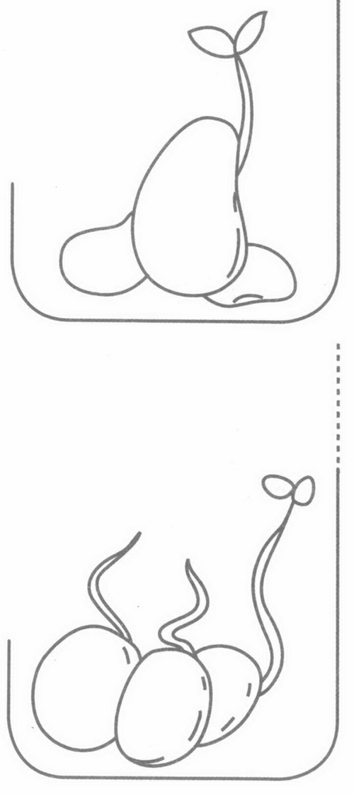 豆芽怎么画简笔画图片 豆芽发芽过程画一画？