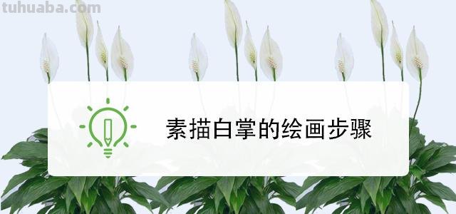 白掌用彩铅画怎么画 初学者彩铅画步骤？