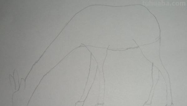 怎么画长颈鹿简笔画 一二三年级画长颈鹿？