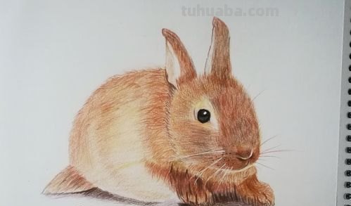 用油性彩铅画动物怎么画 彩铅手绘兔子教程?