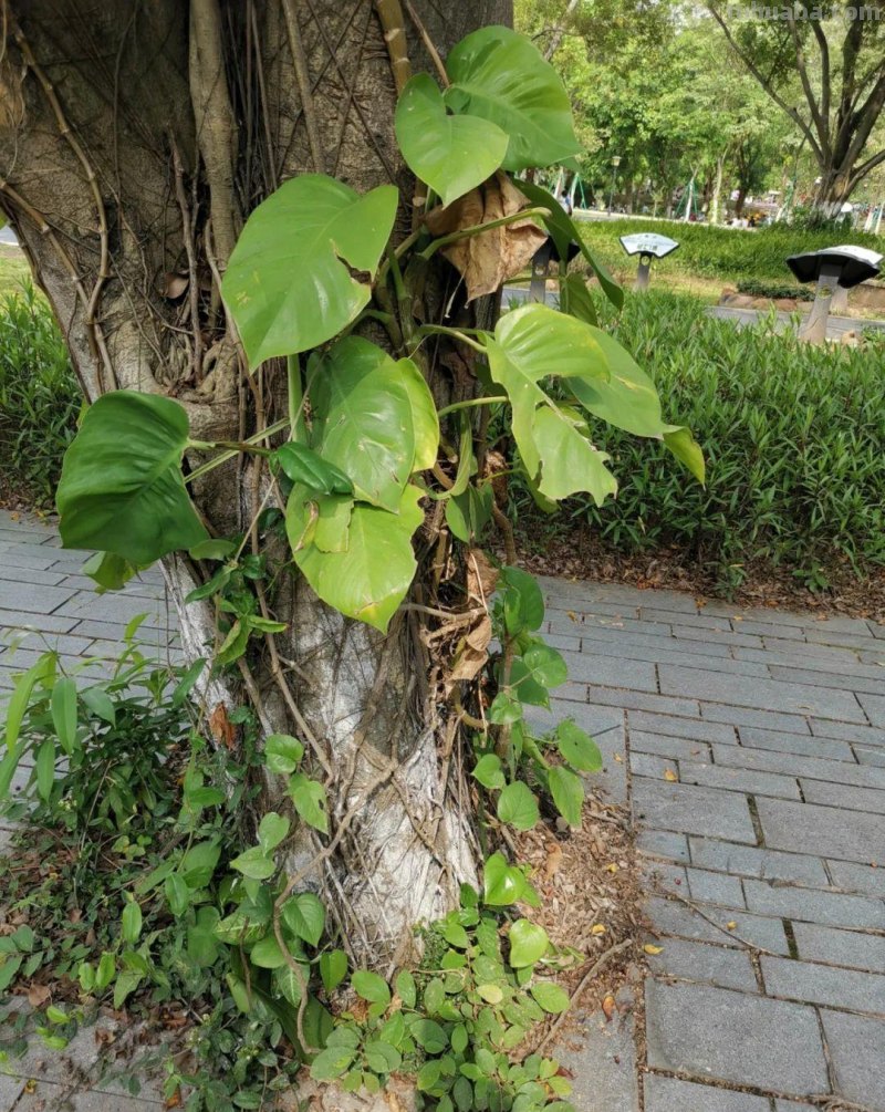 想让小叶绿萝变成大叶绿萝，茎长得更长，这7个养护技巧要掌握好