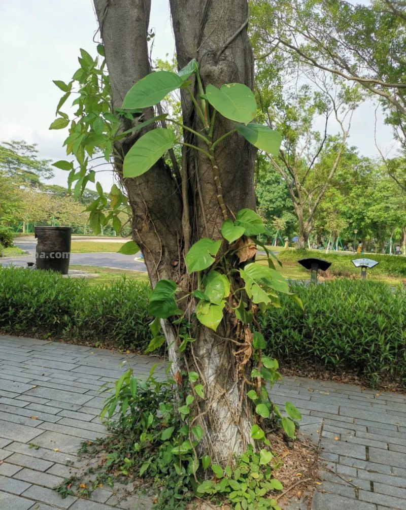 想让小叶绿萝变成大叶绿萝，茎长得更长，这7个养护技巧要掌握好