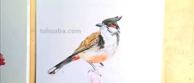 用油性彩铅画动物怎么画 彩铅手绘兔子教程？