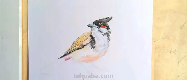 用油性彩铅画动物怎么画 彩铅手绘兔子教程？