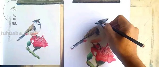 用油性彩铅画动物怎么画 彩铅手绘兔子教程？