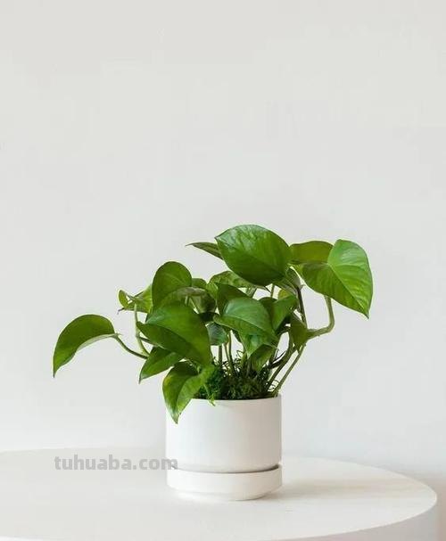 绿萝的极简养植