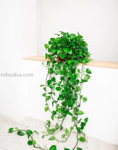 绿萝的极简养植