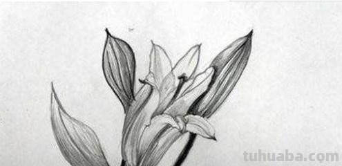 速写植物线 植物素描技巧？