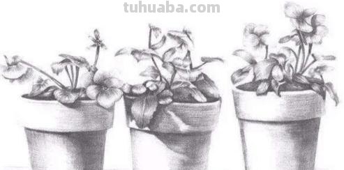 速写植物线 植物素描技巧？