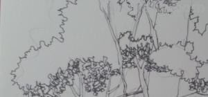 速写植物线 植物素描技巧？