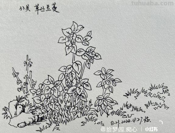 野草丛速写 速写里的线描有哪几种？