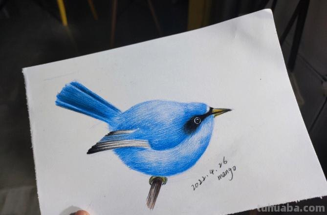 彩铅画怎么画立体小鸟图片 怎么画小鸟步骤教学？