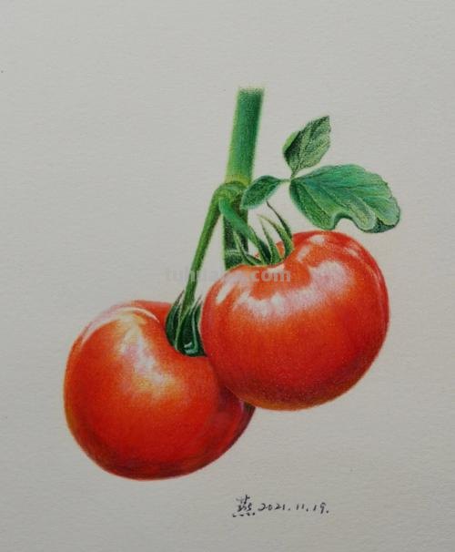 儿童彩铅画小番茄怎么画 水果蔬菜彩铅画教程？