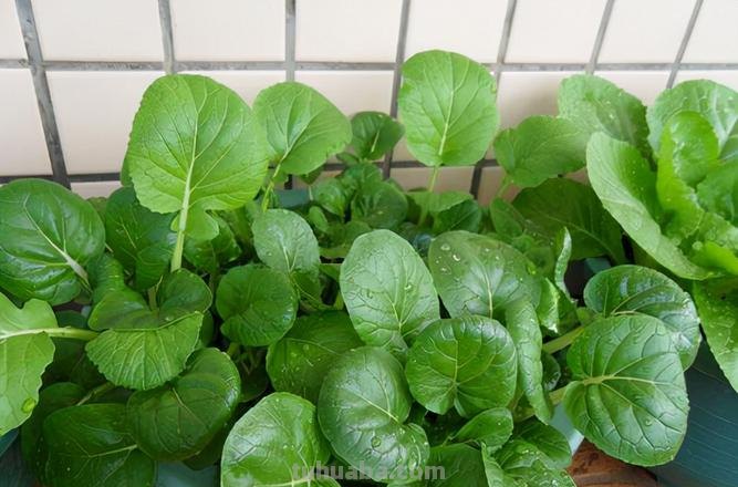 6种“大叶菜”,盆栽“长得快”,耐寒不怕冷,寒冬腊月吃不败