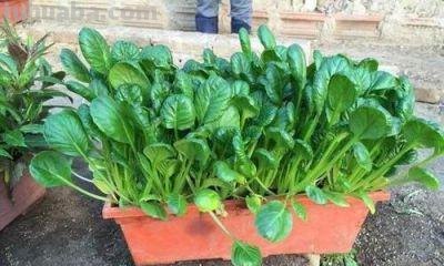 6种“大叶菜”,盆栽“长得快”,耐寒不怕冷,寒冬腊月吃不败
