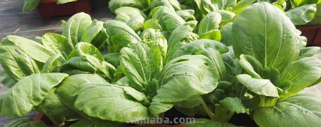 6种“大叶菜”,盆栽“长得快”,耐寒不怕冷,寒冬腊月吃不败