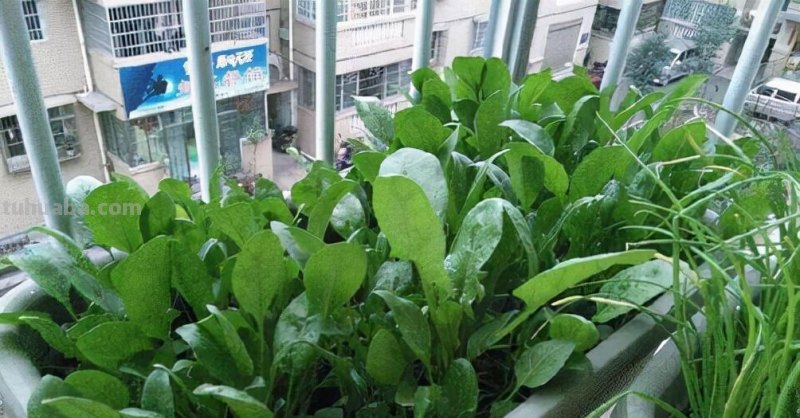 6种“大叶菜”，盆栽“长得快”，耐寒不怕冷，寒冬腊月吃不败