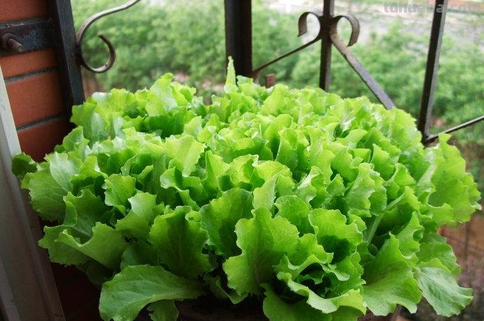 6种“大叶菜”，盆栽“长得快”，耐寒不怕冷，寒冬腊月吃不败