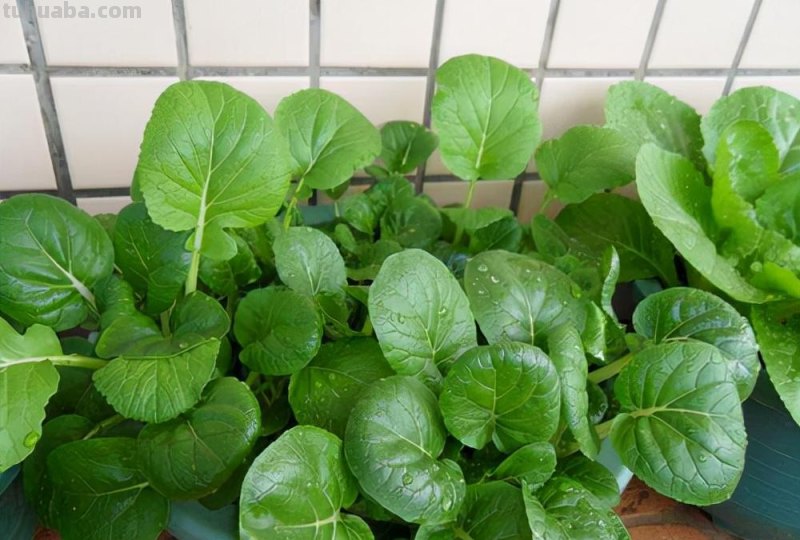 6种“大叶菜”，盆栽“长得快”，耐寒不怕冷，寒冬腊月吃不败