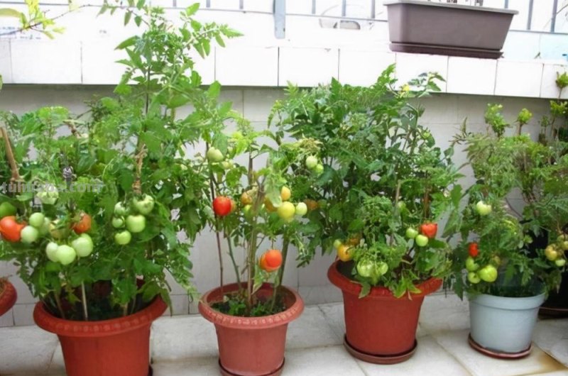 6种“大叶菜”，盆栽“长得快”，耐寒不怕冷，寒冬腊月吃不败