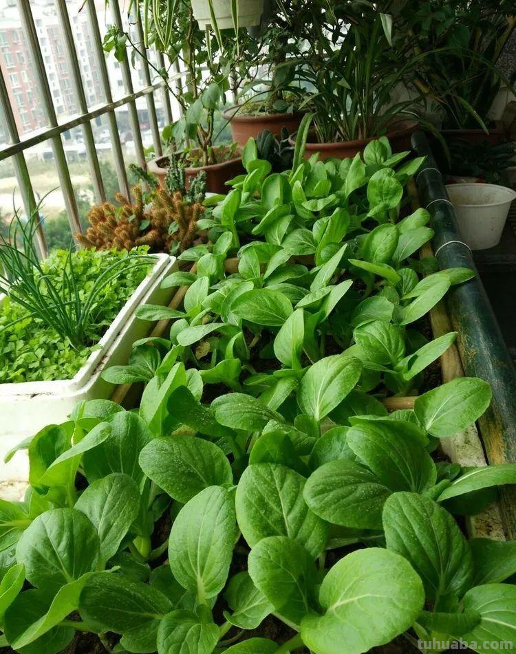 6种“大叶菜”，盆栽“长得快”，耐寒不怕冷，寒冬腊月吃不败