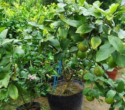 家庭如何种植柠檬?教你2招,果实累累、树形优美大气茂盛