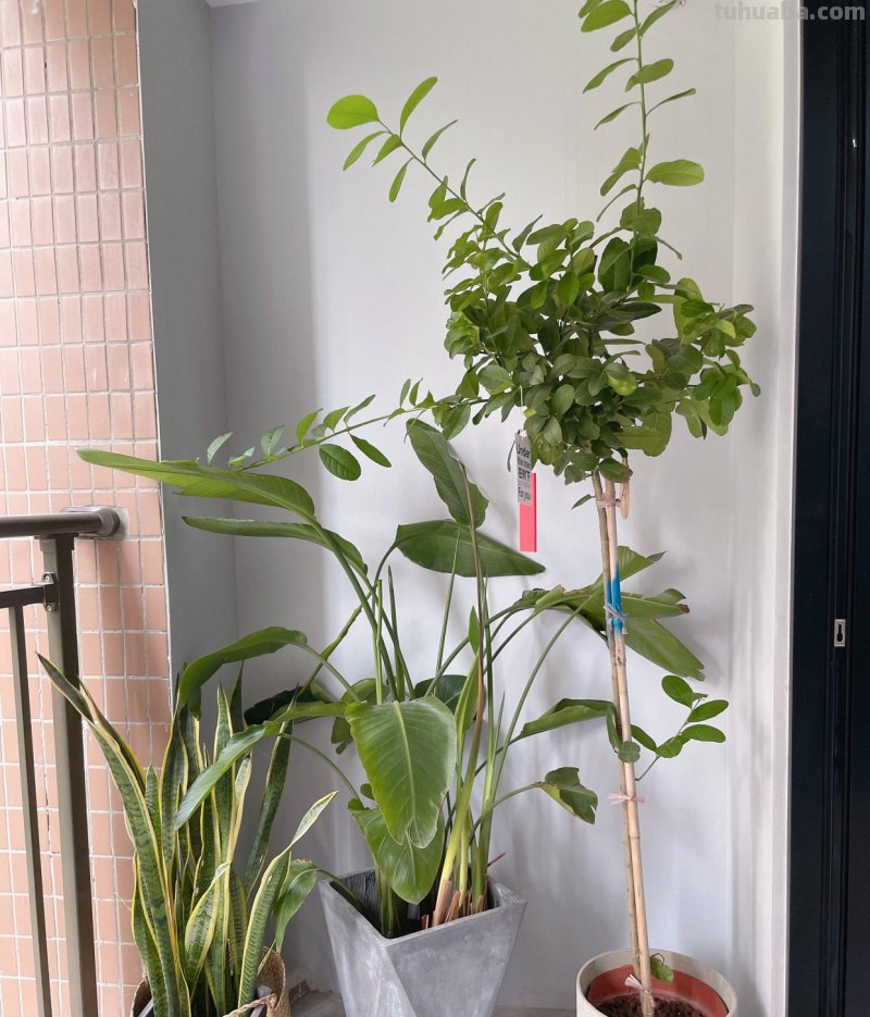 家庭如何种植柠檬？教你2招，果实累累、树形优美大气茂盛