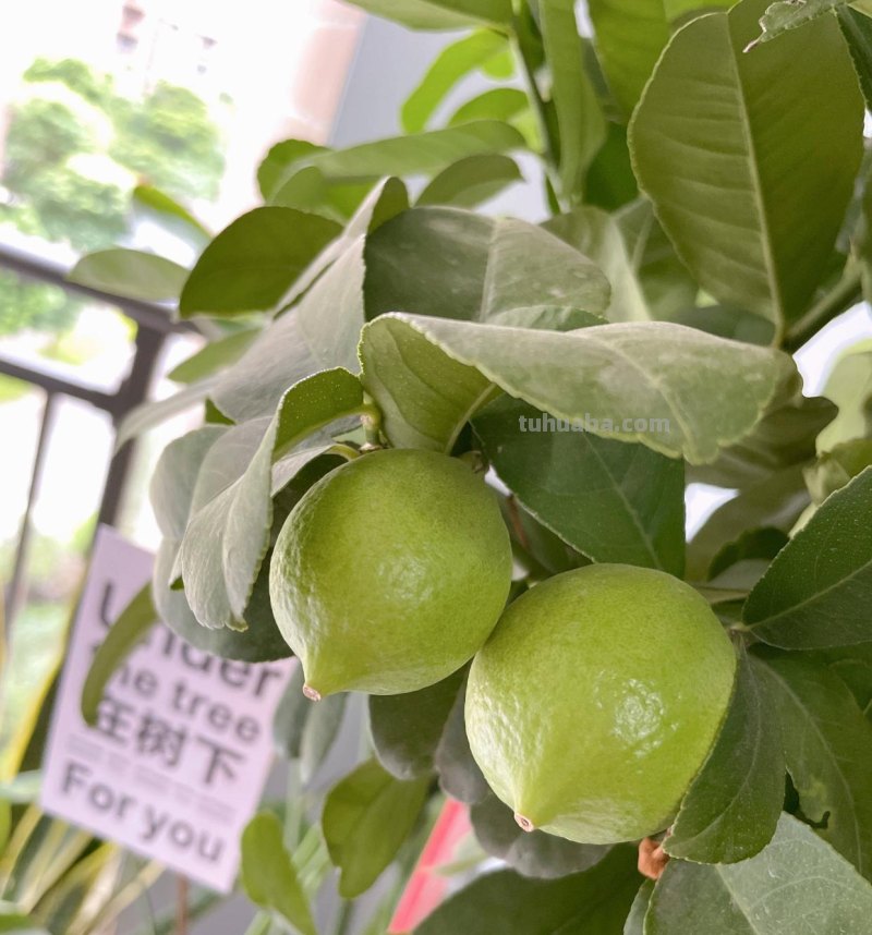 家庭如何种植柠檬？教你2招，果实累累、树形优美大气茂盛