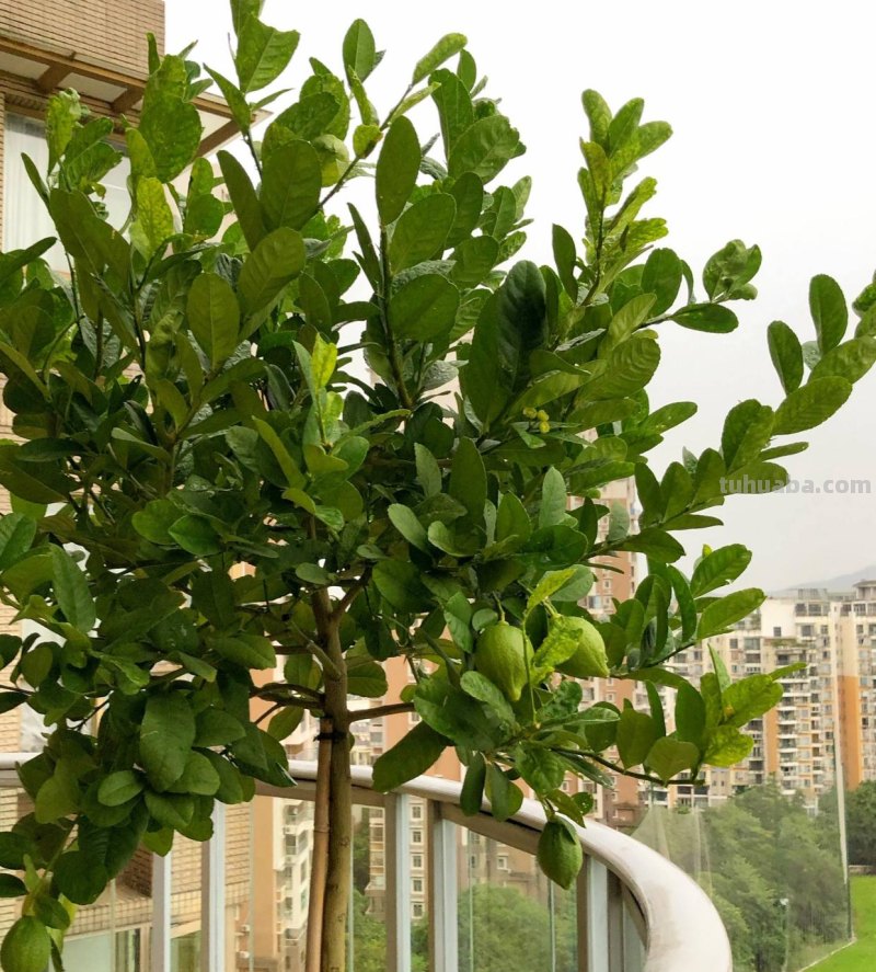 家庭如何种植柠檬？教你2招，果实累累、树形优美大气茂盛