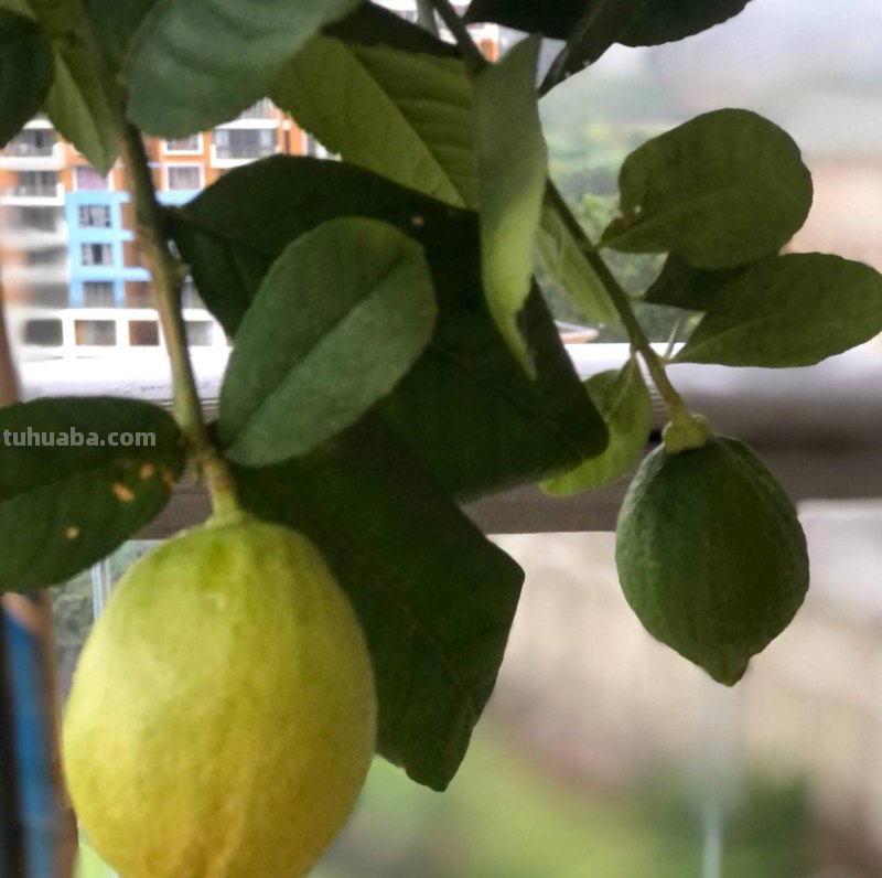 家庭如何种植柠檬？教你2招，果实累累、树形优美大气茂盛