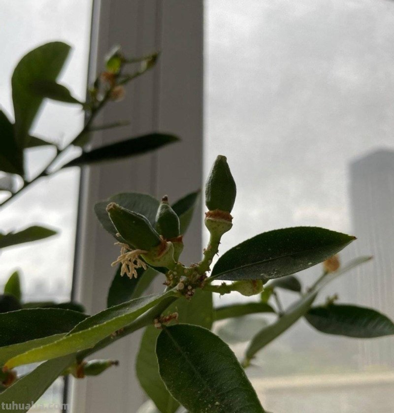 家庭如何种植柠檬？教你2招，果实累累、树形优美大气茂盛