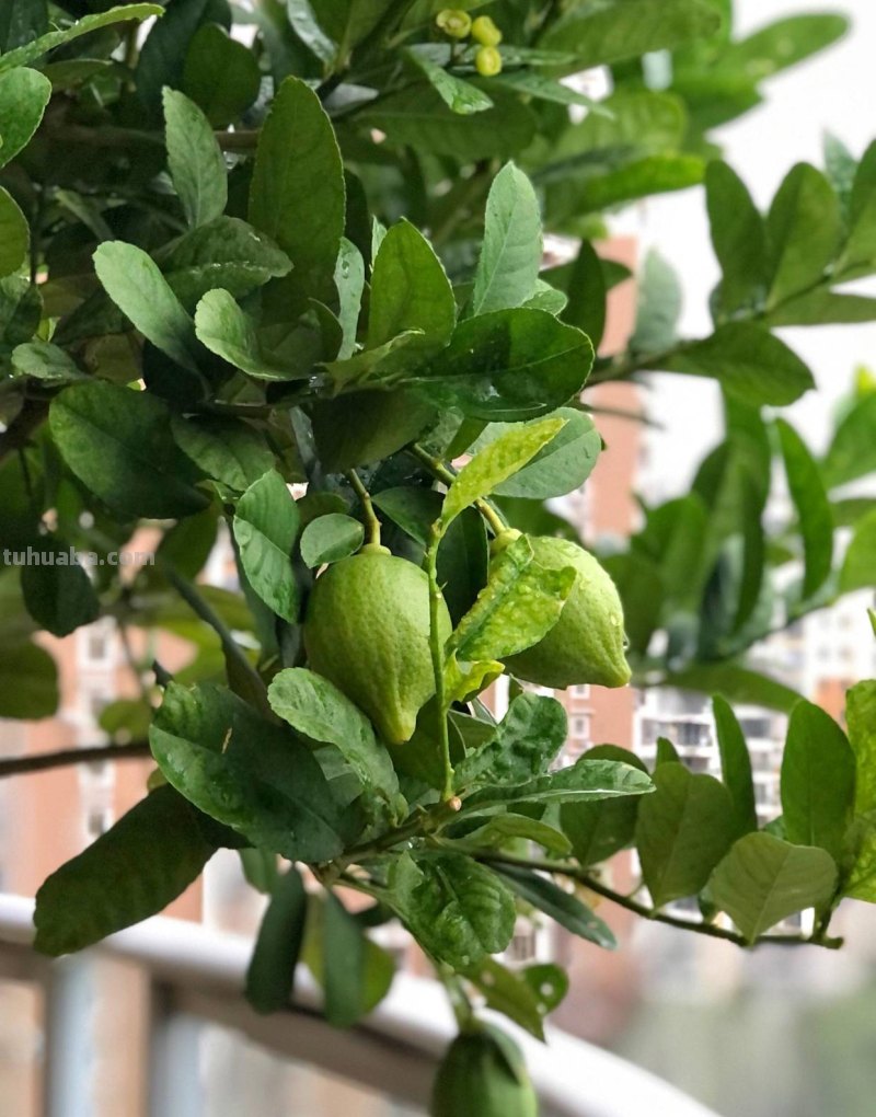 家庭如何种植柠檬？教你2招，果实累累、树形优美大气茂盛
