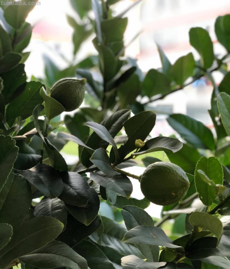 家庭如何种植柠檬？教你2招，果实累累、树形优美大气茂盛